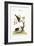 The Gowry Bird, 1749-73-George Edwards-Framed Giclee Print