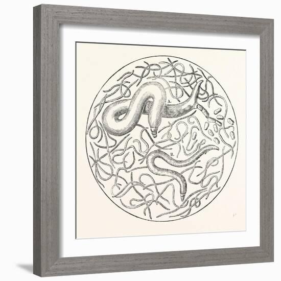 The Grain Worms Vibrio Tritici-null-Framed Giclee Print