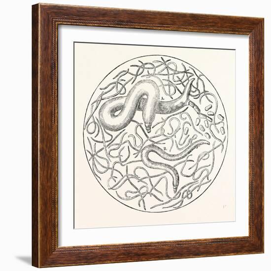 The Grain Worms Vibrio Tritici-null-Framed Giclee Print