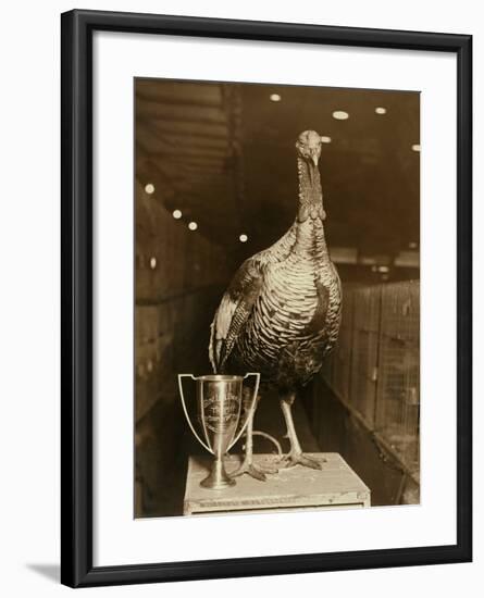 The Grand Champion Gobbler of the World-null-Framed Photographic Print