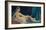 The Grand Odalisque, c.1814-Jean-Auguste-Dominique Ingres-Framed Art Print