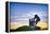 The Grape Crusher Statue agains Dramatic Sky, Napa Valley, California-George Oze-Framed Premier Image Canvas