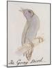 The Gray Bird, from "Sixteen Drawings of Comic Birds"-Edward Lear-Mounted Giclee Print