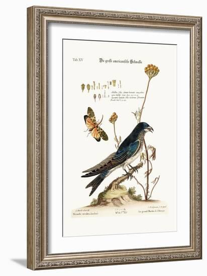 The Great American Martin, 1749-73-George Edwards-Framed Giclee Print