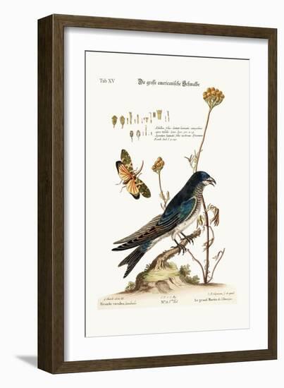 The Great American Martin, 1749-73-George Edwards-Framed Giclee Print