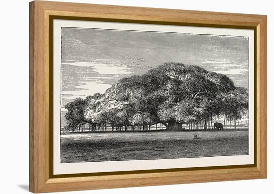 The Great Banyan Tree (Ficus Indica) in the Botanical Gardens, Calcutta, India-null-Framed Premier Image Canvas