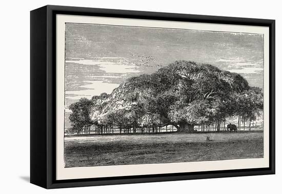 The Great Banyan Tree (Ficus Indica) in the Botanical Gardens, Calcutta, India-null-Framed Premier Image Canvas