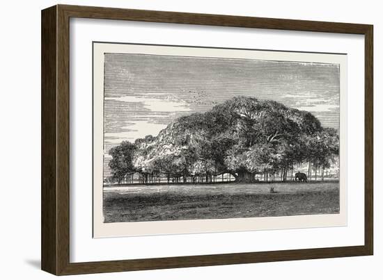 The Great Banyan Tree (Ficus Indica) in the Botanical Gardens, Calcutta, India-null-Framed Giclee Print