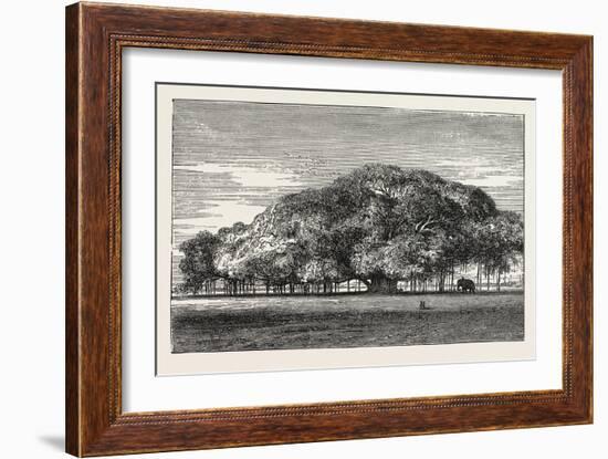 The Great Banyan Tree (Ficus Indica) in the Botanical Gardens, Calcutta, India-null-Framed Giclee Print