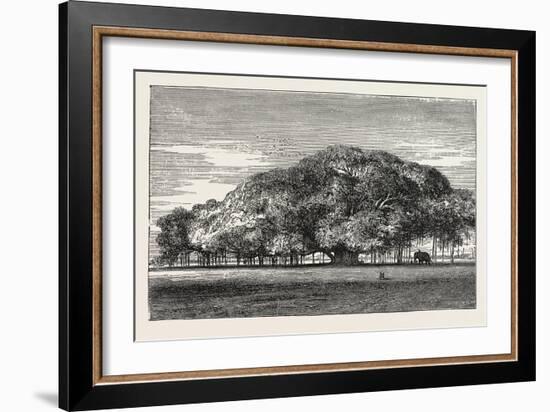 The Great Banyan Tree (Ficus Indica) in the Botanical Gardens, Calcutta, India-null-Framed Giclee Print