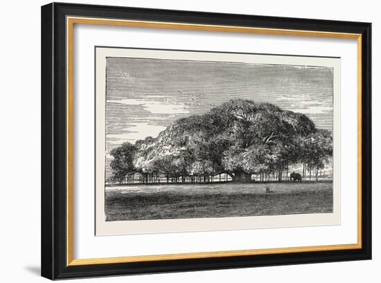 The Great Banyan Tree (Ficus Indica) in the Botanical Gardens, Calcutta, India-null-Framed Giclee Print