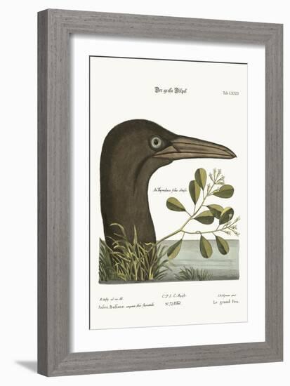 The Great Booby, 1749-73-Mark Catesby-Framed Giclee Print