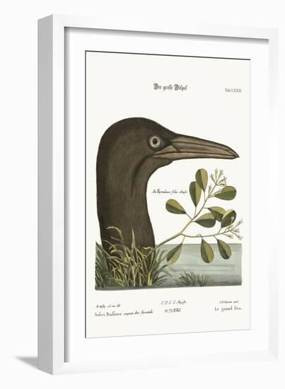 The Great Booby, 1749-73-Mark Catesby-Framed Giclee Print