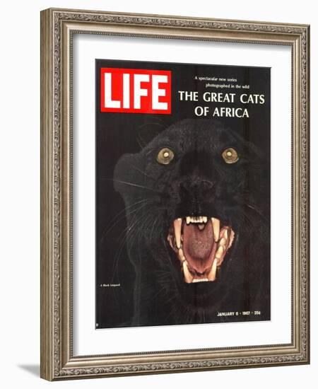 The Great Cats of Africa, Black Leopard, January 6, 1967-John Dominis-Framed Photographic Print