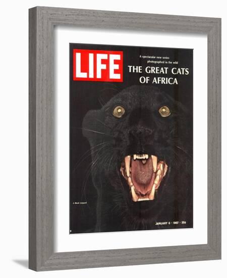 The Great Cats of Africa, Black Leopard, January 6, 1967-John Dominis-Framed Photographic Print