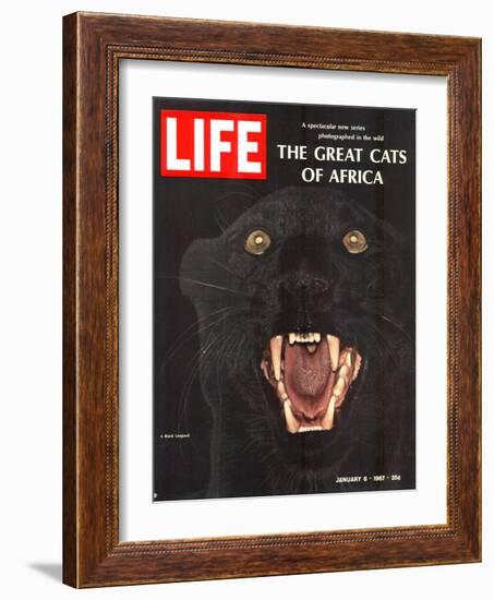 The Great Cats of Africa, Black Leopard, January 6, 1967-John Dominis-Framed Photographic Print