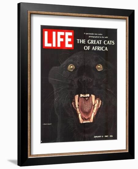 The Great Cats of Africa, Black Leopard, January 6, 1967-John Dominis-Framed Photographic Print