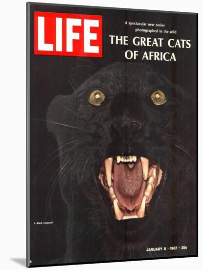 The Great Cats of Africa, Black Leopard, January 6, 1967-John Dominis-Mounted Photographic Print