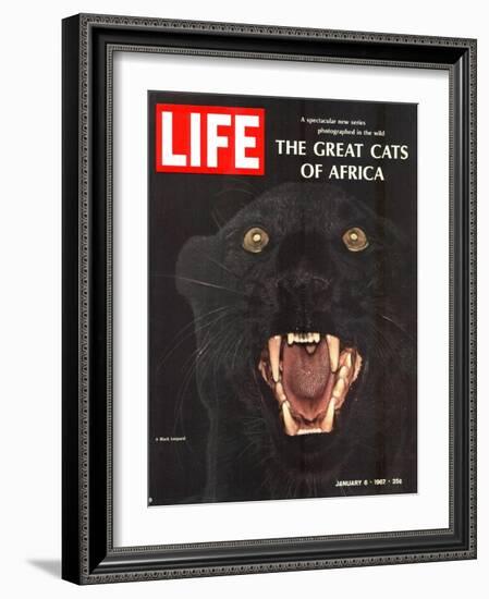 The Great Cats of Africa, Black Leopard, January 6, 1967-John Dominis-Framed Photographic Print