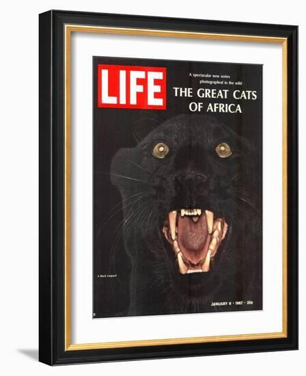 The Great Cats of Africa, Black Leopard, January 6, 1967-John Dominis-Framed Photographic Print