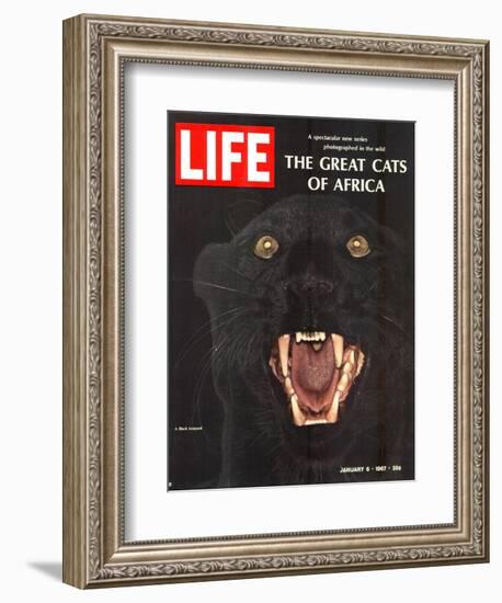 The Great Cats of Africa, Black Leopard, January 6, 1967-John Dominis-Framed Photographic Print