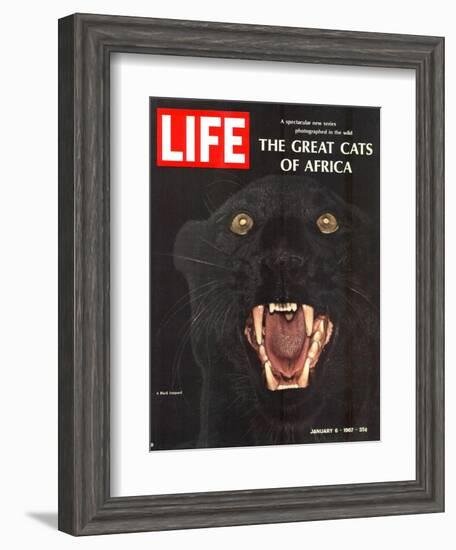 The Great Cats of Africa, Black Leopard, January 6, 1967-John Dominis-Framed Photographic Print