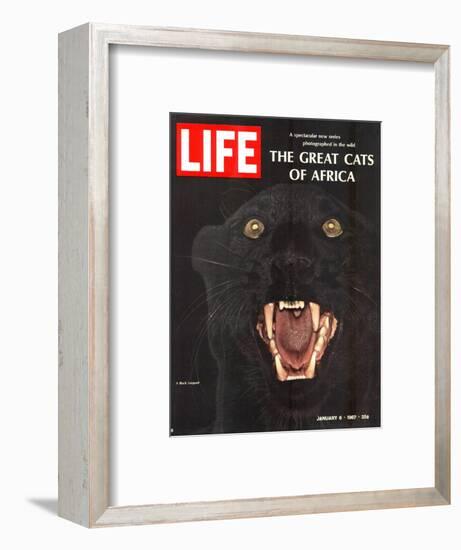 The Great Cats of Africa, Black Leopard, January 6, 1967-John Dominis-Framed Photographic Print