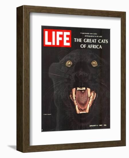 The Great Cats of Africa, Black Leopard, January 6, 1967-John Dominis-Framed Photographic Print