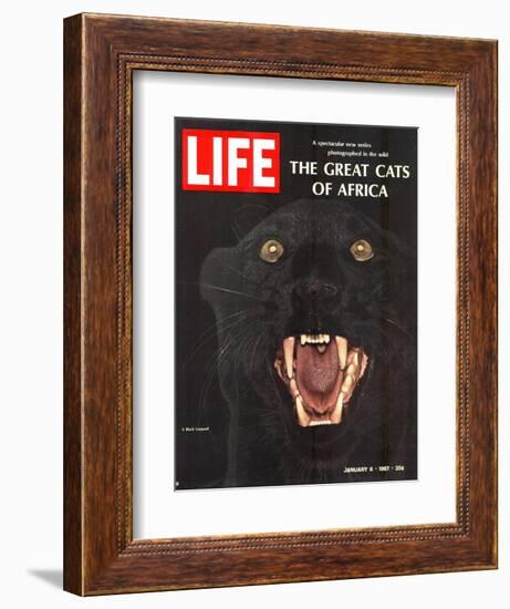 The Great Cats of Africa, Black Leopard, January 6, 1967-John Dominis-Framed Photographic Print