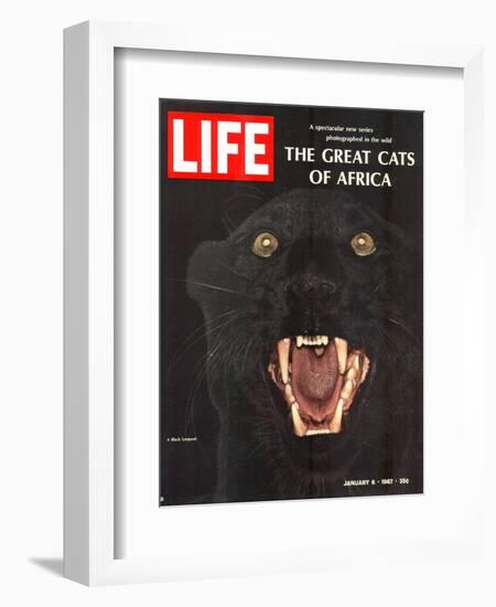 The Great Cats of Africa, Black Leopard, January 6, 1967-John Dominis-Framed Photographic Print