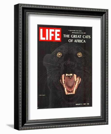 The Great Cats of Africa, Black Leopard, January 6, 1967-John Dominis-Framed Photographic Print