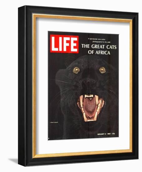 The Great Cats of Africa, Black Leopard, January 6, 1967-John Dominis-Framed Photographic Print