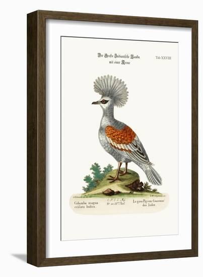 The Great Crowned Indian Pigeon, 1749-73-George Edwards-Framed Giclee Print