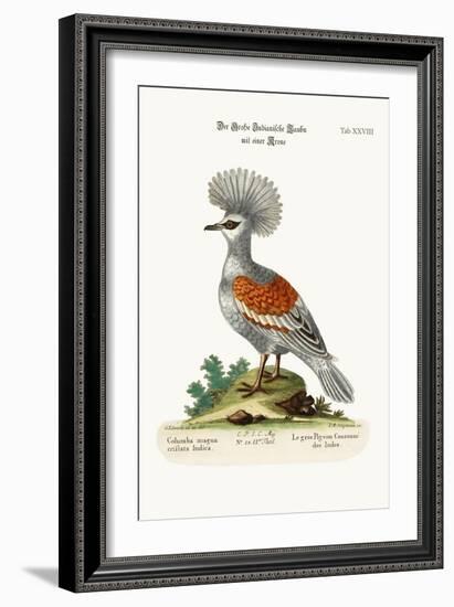 The Great Crowned Indian Pigeon, 1749-73-George Edwards-Framed Giclee Print