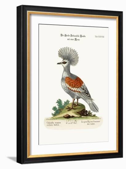 The Great Crowned Indian Pigeon, 1749-73-George Edwards-Framed Giclee Print