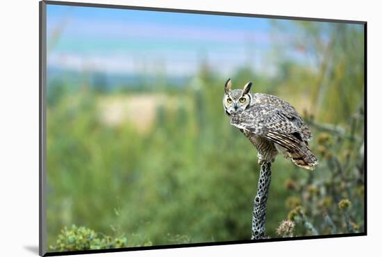 The Great Horned Owl, also known as the Tiger Owl-Richard Wright-Mounted Photographic Print
