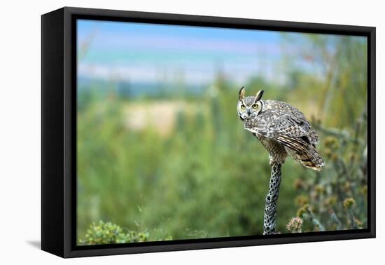 The Great Horned Owl, also known as the Tiger Owl-Richard Wright-Framed Premier Image Canvas