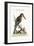The Great Kingfisher from the River Gambia, 1749-73-George Edwards-Framed Giclee Print