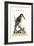 The Great Kingfisher from the River Gambia, 1749-73-George Edwards-Framed Giclee Print