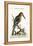 The Great Kingfisher from the River Gambia, 1749-73-George Edwards-Framed Premier Image Canvas