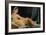 The Great Odalisque, 1814-Jean-Auguste-Dominique Ingres-Framed Giclee Print