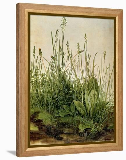 The Great Piece of Turf, 1503-Albrecht Drer-Framed Premier Image Canvas