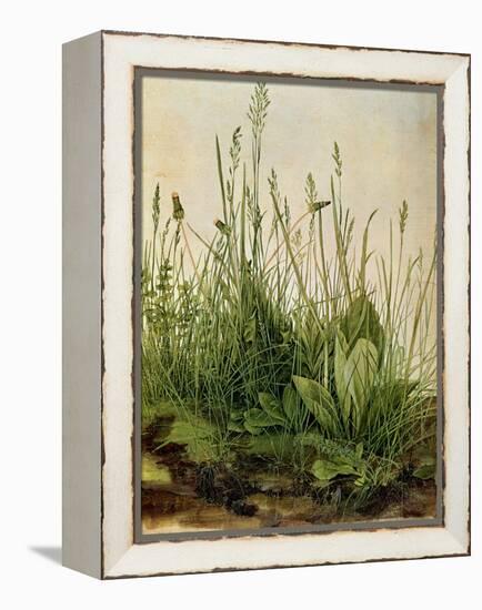 The Great Piece of Turf, 1503-Albrecht Drer-Framed Premier Image Canvas