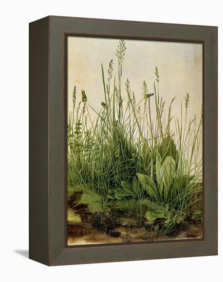 The Great Piece of Turf, 1503-Albrecht Drer-Framed Premier Image Canvas