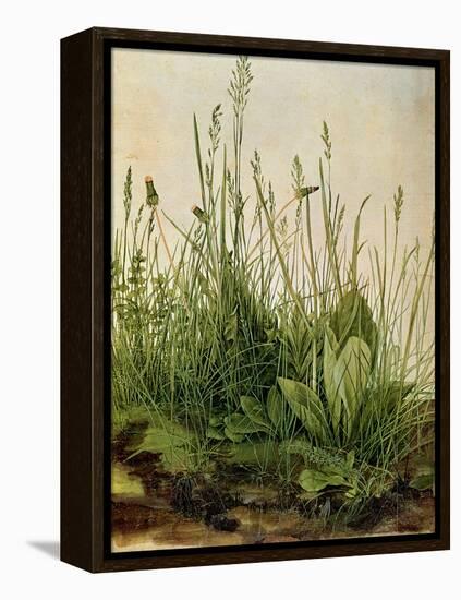 The Great Piece of Turf, 1503-Albrecht Drer-Framed Premier Image Canvas