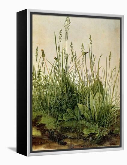 The Great Piece of Turf, 1503-Albrecht Drer-Framed Premier Image Canvas