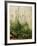 The Great Piece of Turf, 1503-Albrecht Drer-Framed Giclee Print