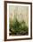 The Great Piece of Turf, 1503-Albrecht Drer-Framed Giclee Print