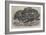 The Great Python Serpent Incubating at the Zoological Society's Gardens, Regent's Park-null-Framed Giclee Print