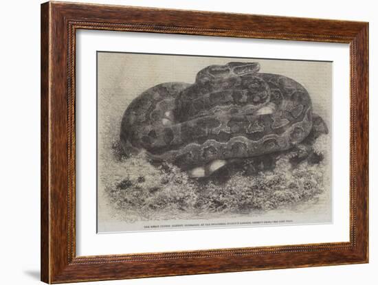 The Great Python Serpent Incubating at the Zoological Society's Gardens, Regent's Park-null-Framed Giclee Print